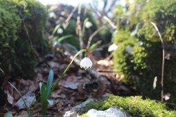 fleur blanche